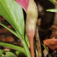Lagenandra dewitii Crusio & A.de Graaf